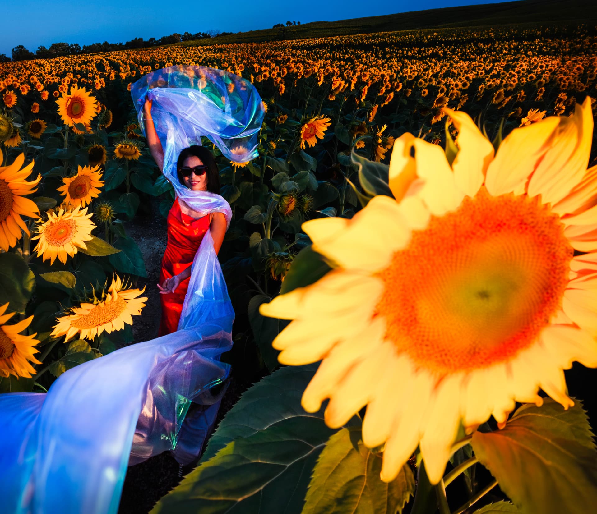 Sawan, Sunflowers, Golden Light